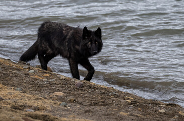 Black Wolf in Grand Teton National Park, Wyoming