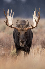 Bull moose in Grand Teton National Park, Wyoming