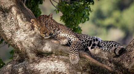 A leopard in a tree in Africa  - obrazy, fototapety, plakaty