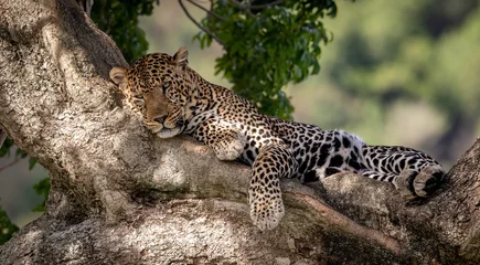 Foto op Plexiglas A leopard in a tree in Africa  © Harry Collins