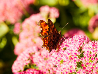 Polygonia c-album | Comma butterfly with prominent orange and dark brown and black dorsal wing