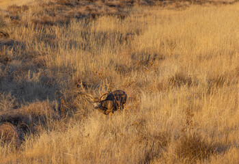 Mule Deer Buck During the Fall Rut in Colorado