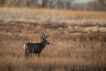 Mule Deer Buck During the Fall Rut in Colorado