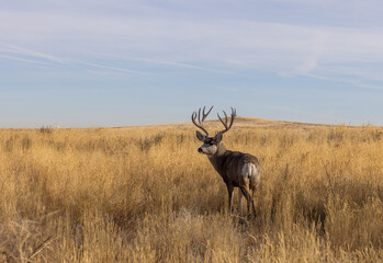 Mule Deer Buck During the Fall Rut in Colorado