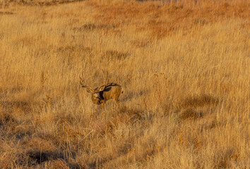 Mule Deer Buck During the Fall Rut in Colorado