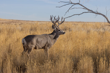 Mule Deer Buck During the Fall Rut in Colorado