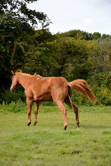 Brown horse urinating in a meadow. No people.