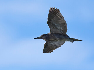 Black-crowned night heron (Nycticorax nycticorax)