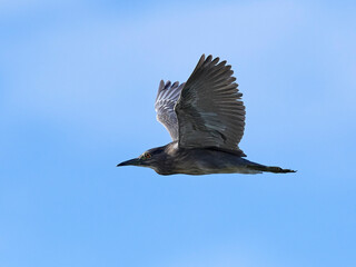 Black-crowned night heron (Nycticorax nycticorax)