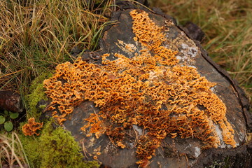 yellow moss on the ground