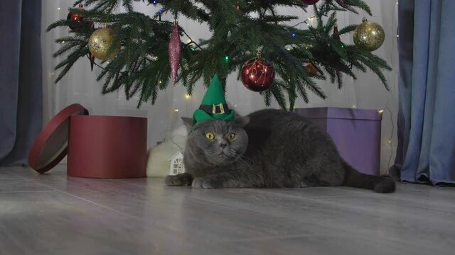 Big grey lazy cat in elf hat among spruce branches and red New Year's toys. British cat with New Year decorations.