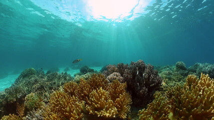 Fototapeta na wymiar Tropical fishes and coral reef at diving. Beautiful underwater world with corals and fish.