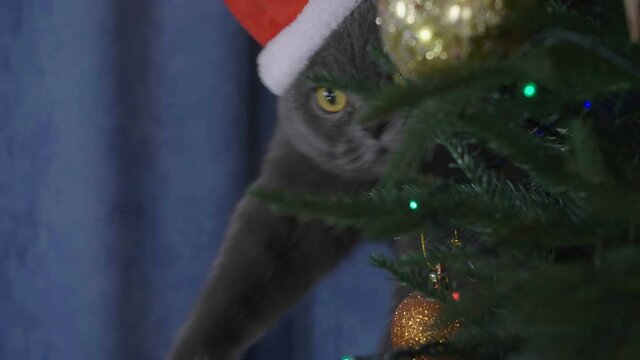 Big grey cat in red Santa Claus hat peek around the Christmas tree. Christmas cat among spruce branches and gold New Year's toys. British cat with Christmas and New Year decorations.