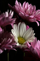close up of a pink and white flowers