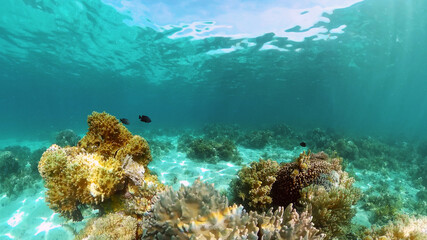 Fototapeta na wymiar Coral reef and tropical fishes. The underwater world of the Philippines.