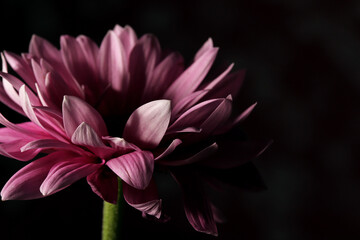 close up of a pink  flower on dark background