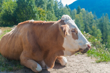 braun, weiße Kuh, von der Seite aus gesehen, die schläfrig in der Sonne liegt