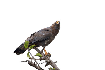 African harrier-hawk (Polyboroides typus)