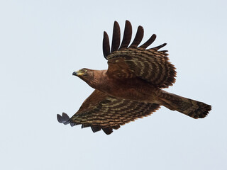 African harrier-hawk (Polyboroides typus)