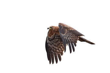 African harrier-hawk (Polyboroides typus)