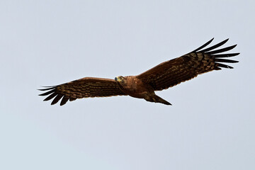 African harrier-hawk (Polyboroides typus)