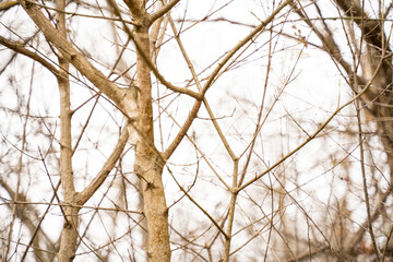 Tree branches in the fall. Beautiful gold colours, picture for background. Seasonal. Selected focus.