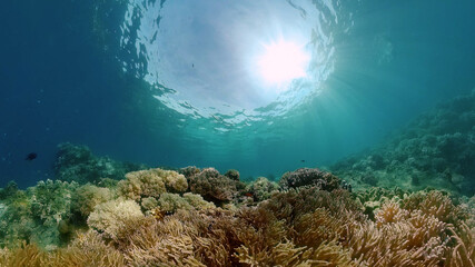 Tropical coral reef and fishes underwater. Hard and soft corals. Underwater video. Philippines.