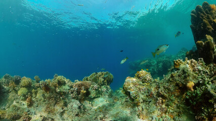 Naklejka na ściany i meble Tropical Fish Corals Marine Reef. Underwater Sea Tropical Life. Tropical underwater sea fishes. Underwater fish reef marine. Tropical colorful underwater seascape. Philippines.