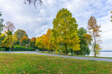 Lakeside Autumn Trees