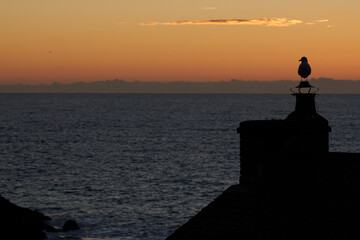 Sunrise on the Cornish coast at Portloe. Gull standing on a chimney silhouetted against the rising sun. 