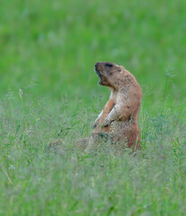 Naklejka na ściany i meble Worried marmot peeking out of the grass