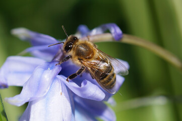 Honigbiene auf Akeleiblüte