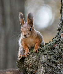 Naklejka na ściany i meble Curious squirrel sitting on a tree