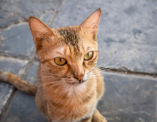 Close up portrait with a cute ginger cat