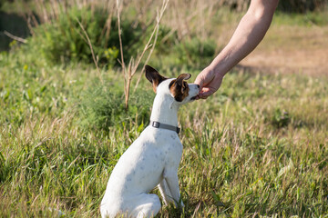 Perro de pura raza (ratonero bodeguero andaluz), sentado en el campo, recibe un premio de la mano...