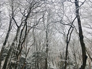 雪の降る森林風景　冬景色