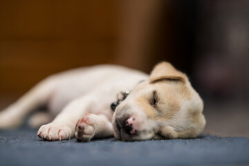 Sleep little cute puppy on blue carpet inside house