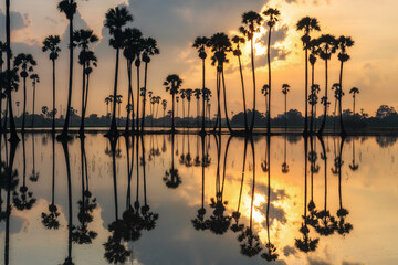 Silhouette palm trees with reflection at sunrise