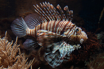 Feuerfisch im Zolli Basel