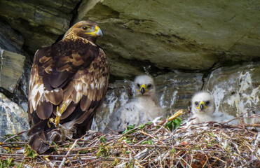 Golden Eagle with Chicks © Malinda