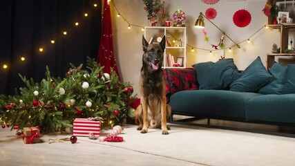 Dog sitting near dropped christmas tree in living room. Malinois bard looking in camera. Guilty puppy breathing with tongue out. Shooting domestic animal at home. New year time concept. - Powered by Adobe