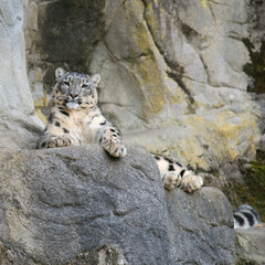 Schneeleopard Zoo Zürich, Herbst 2021