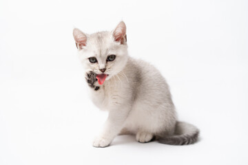 white and gray kitten on a white background, isolated