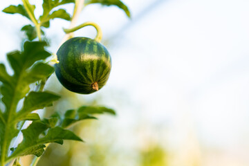 young ripening watermelon growing in a greenhouse in limbo - obrazy, fototapety, plakaty
