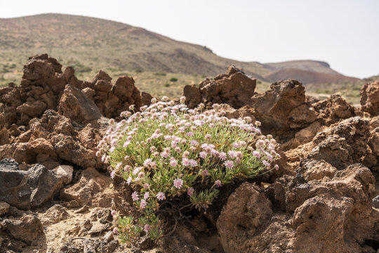 Shrub of Pterocephalus lasiospermus (rosalillo de cumbre). Endemic of Tenerife. Canary Islands. Spain.