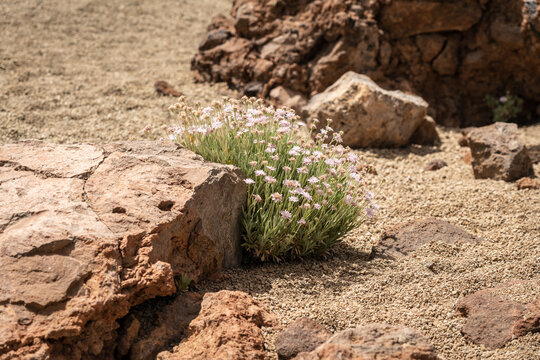 Shrub of Pterocephalus lasiospermus (rosalillo de cumbre). Endemic of Tenerife. Canary Islands. Spain.