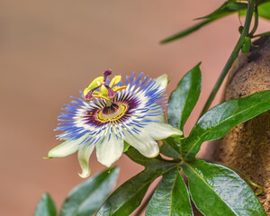 Passiflora, the passion flowers or passion vines with a distinctive corona