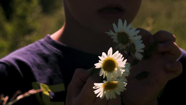 Bouquet of daisies . Creative. A boy in his hand with daisies who is standing and sorting flower petals in a field that is visible from behind with tall grass .