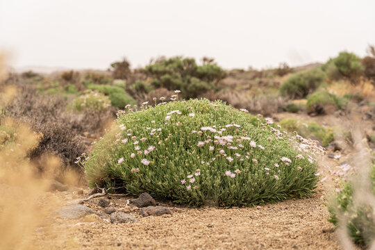 Shrub of Pterocephalus lasiospermus (rosalillo de cumbre). Endemic of Tenerife. Canary Islands. Spain.