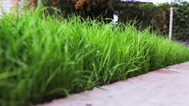 Close-up side view of a green lush lawn and blind area near house. Dense grass. Walking path. Detail of landscape design. Video footage HD. Concrete way. Fresh garden plant. Cement sidewalk. Macro.